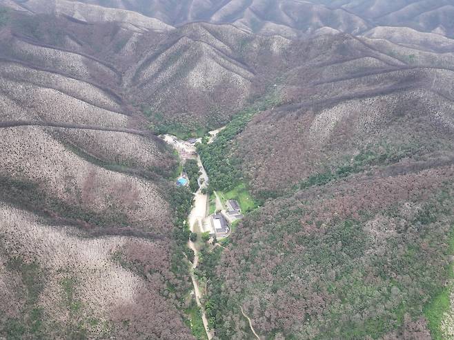 지난해 9월 고운사 인근 산림의 모습. 사찰림 자연복원 프로젝트 연구진은 침엽수림이 급감하고 활엽수림이 증가하고 있다고 분석했다. 이규송 교수 제공