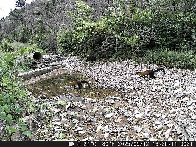 고운사 사찰림에서 지난해 9월 발견된 멸종위기종 담비의 모습. 한상훈 소장 제공