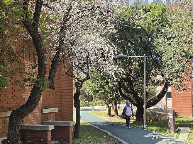 광주상록회관에 벚꽃이 핀 가운데 시민이 산책을 즐기고 있다. 2026.3.20/뉴스1 조수민 수습 기자