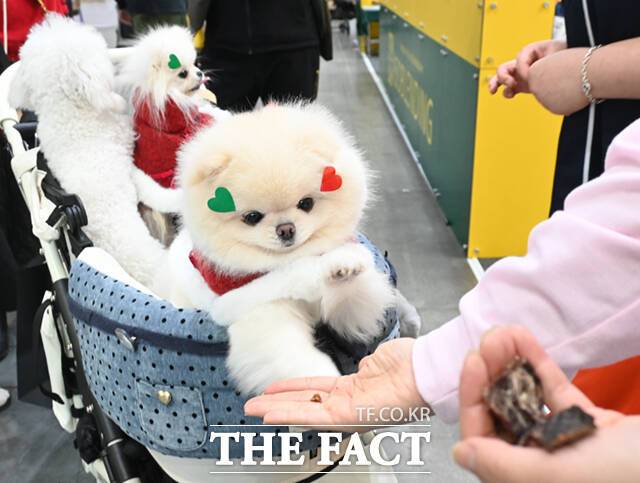 21일 농림축산식품부가 지난해 10월31일부터 12월12일까지 반려동물 양육자 1218명을 대상으로 실시한 설문조사 결과 360명이 반려동물의 죽음을 경험했으며, 이 중 64.1%인 231명은 동물장묘시설을 이용하지 않은 것으로 집계됐다./ 더팩트DB