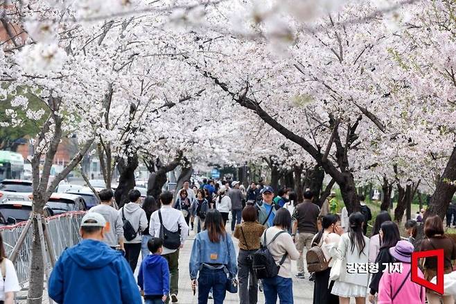 서울 여의도를 찾은 시민 및 외국인 관광객들이 가벼운 옷차림으로 벚꽃길을 걷고 있다. 아시아경제DB