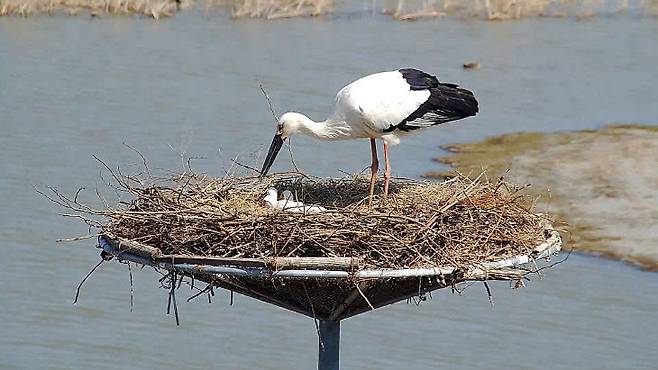 서산버드랜드 황새 부부가 올해도 새끼 5마리를 양육하며 안정적인 번식에 성공한 것으로 19일 확인됐다.(사진=서산시 제공)