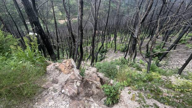 청송군 산불 피해 현장, 까맣게 불타버린 나무 아래로 파란 새 생명이 다시 움트고 있다. 이정호 기자