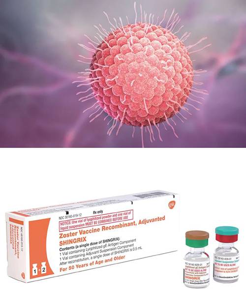 (위) 수두·대상포진 바이러스. /사진 옥스퍼드대(아래) 영국 GSK의 유전자 재조합 사백신 싱그릭스. /사진 GSK