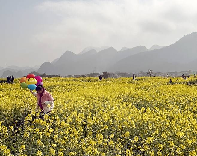 완펑린(만봉림) 지역에 조성된 유채꽃밭. 광활한 꽃밭이 여행객의 시선을 사로잡는다. 박미향 선임기자