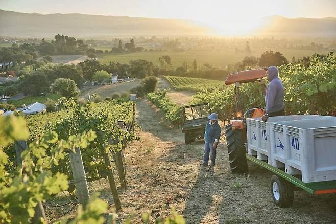 매티아슨 포도밭. 홈페이지