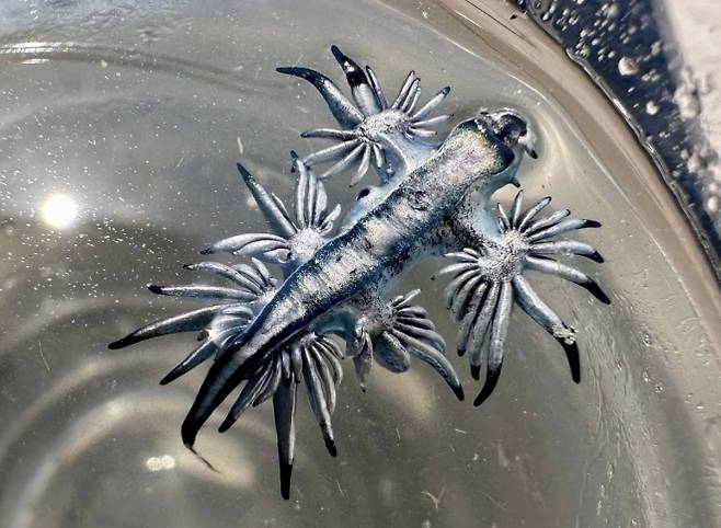 11일 미국 텍사스주 해변에서 발견된 파란갯민숭달팽이. 독성이 매우 강해 절대로 만지면 안 된다. 하르테 연구소 페이스북 캡처