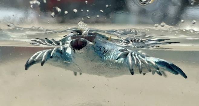 11일 미국 텍사스주 해변에서 발견된 파란갯민숭달팽이. 독성이 매우 강해 절대로 만지면 안 된다. 하르테 연구소 페이스북 캡처