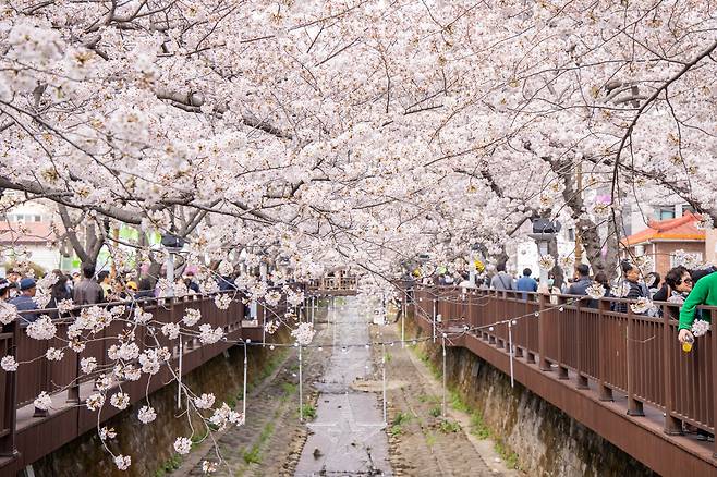 경남 창원시 진해구 여좌천에 벚꽃이 핀 모습. 사진 제공=창원시