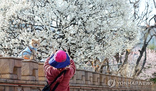 (부산=연합뉴스) 손형주 기자 = 부산 한낮 기온이 19도까지 오르며 포근한 날씨를 보인 22일 오후 부산 수영구 주택가에 활짝 핀 매화를 배경으로 한 시민이 반려견 사진을 찍어 주고 있다. 2026.2.22 handbrother@yna.co.kr