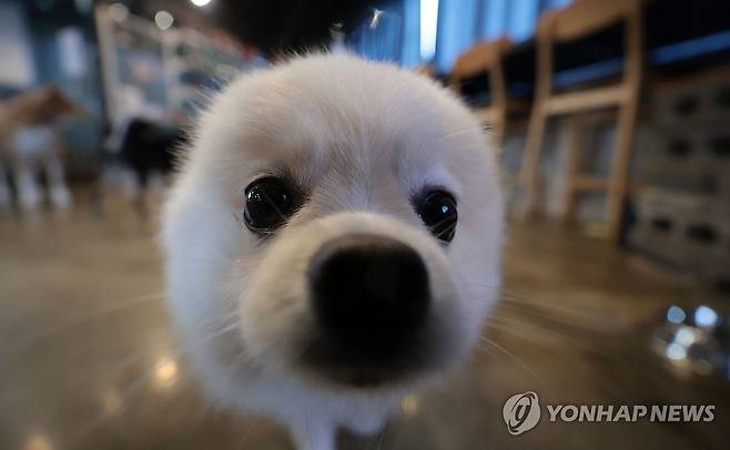 (서울=연합뉴스) 김인철 기자 = 12일 '우리동네 펫 위탁소'로 지정된 서울 성북구 행복하개 키울고양에서 설날 명절 연휴 동안 맡겨진 반려견들이 즐겁게 지내고 있다. 2024.2.12 yatoya@yna.co.kr