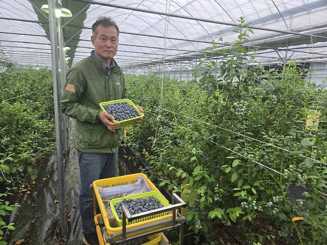 영동군 양강면 김종오씨가 영동군에서 첫출하되는 하우스 블루베리를 들고있는 모습 (사진=영동군 제공)