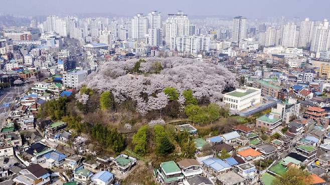 벚꽃이 만개한 테미근린공원. (사진= 대전 중구)