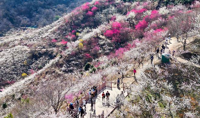 광양매화축제. /광양시 제공