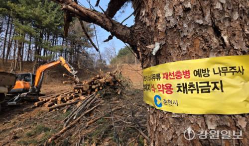 ◇최근 춘천시 사북면 인람리의 산에서 포크레인이 재선충병 감염목들을 수거하고 있다.피해목들은 목재파쇄장으로 옮겨진다. 신세희기자