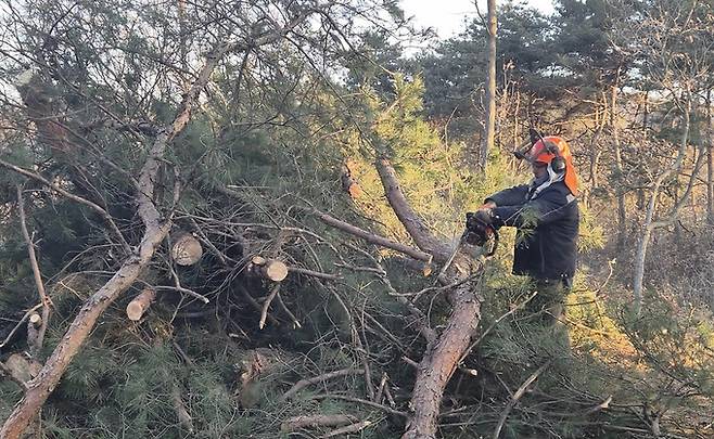 ▲ 영주시 오는 4월까지 소나무재선충병 집중 방제 돌입한다(자료사진)
