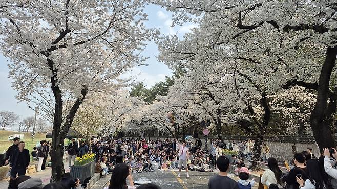 지난해 열린 경주 대릉원 돌담길 벚꽃축제 현장에서 상춘객들이 만개한 벚꽃 아래 공연을 즐기고 있는 모습. <장성재 기자>