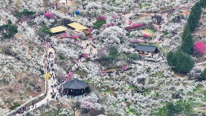 광양매화축제가 축제기간 71만 명이 찾으며 성황리에 마무리됐다. 광양시 제공