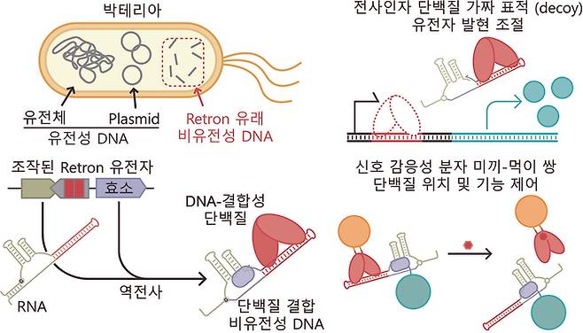 단백질 결합용 비유전성 DNA의 세포 내 생산과 이를 이용한 단백질 제어 기술 모식도