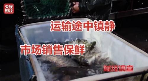 생선 '무허가 마취제' 실태 고발한 중국 CCTV. 사진= CCTV 캡쳐