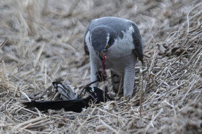 깃털 손질이 끝나자 참매는 기다렸다는 듯 먹이를 급히 뜯어낸다.