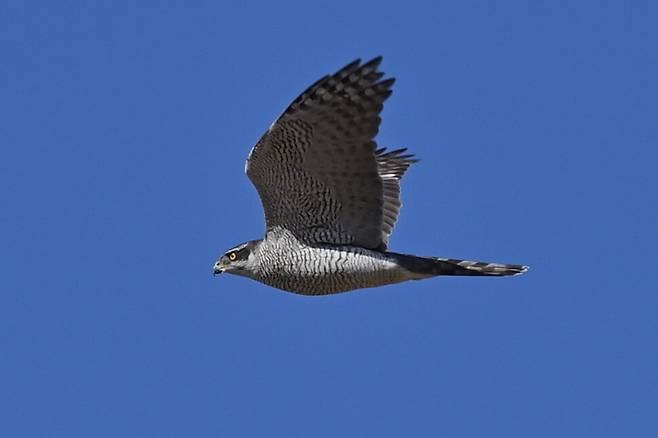 사냥감을 찾아 나선 참매가 낮게 선회하며 들판과 숲 가장자리를 예리하게 훑는다.