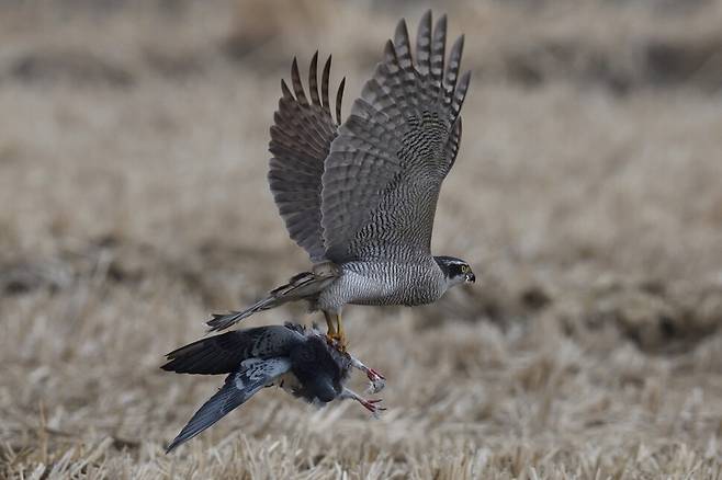 사냥감을 움켜쥔 채 날아오르는 참매의 모습에서 냉철함이 느껴진다.