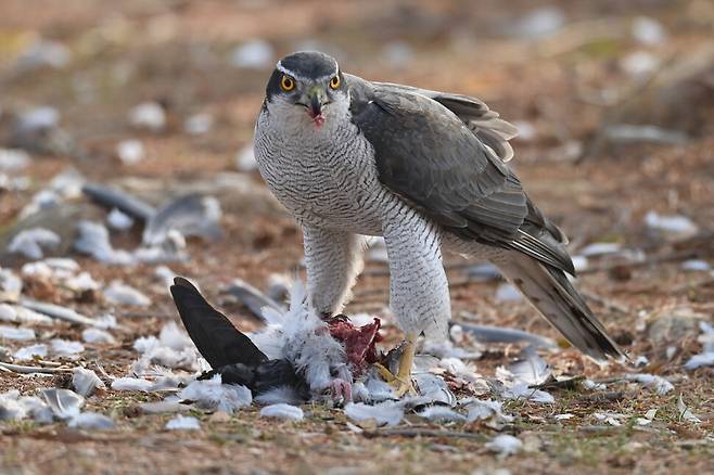 먹이를 뜯어내는 순간에도 사방을 살피는 참매의 눈빛은 날카롭고 매섭다.