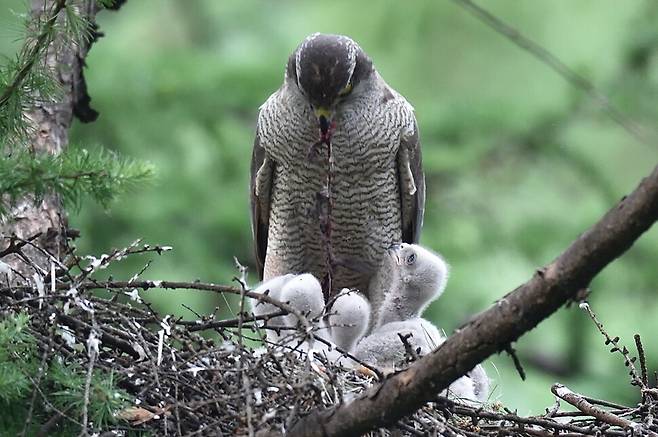 먹이를 기다리는 새끼 참매는 둥지에서 어미의 움직임에 온 신경을 곤두세운다.