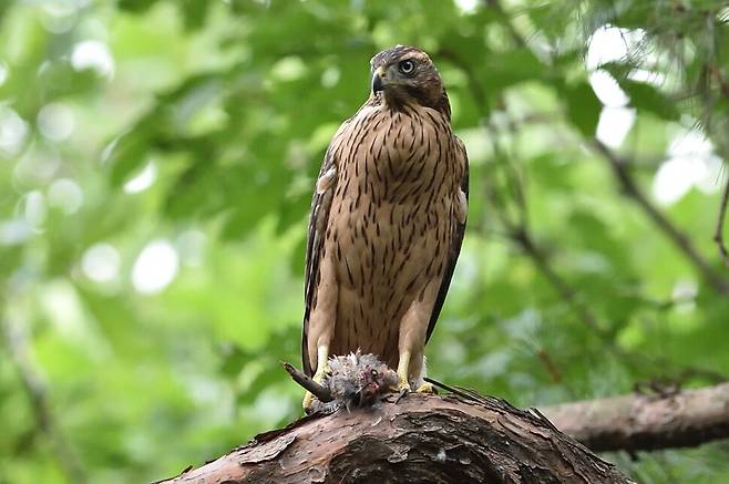 어린 참매를 보라매라 부른다.