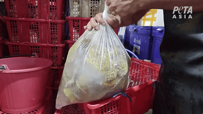 태국의 한 개구리 다리 생산 업체 관계자가 물에 담긴 개구리를 들어 보이고 있다 .[PETA아시아 홈페이지 갈무리]