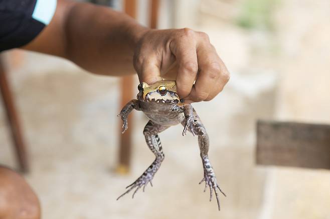 식용 개구리.[게티이미지뱅크]