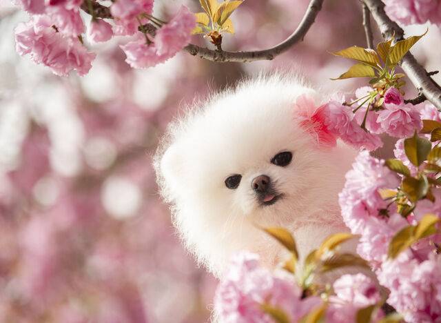 클립아트코리아