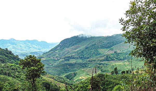 마을 주변에는 20년 안팎의 어린 차나무밭만 있다.