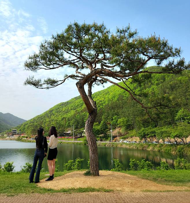 완주 소양 오성제 ‘BTS 소나무’. 최현태 선임기자