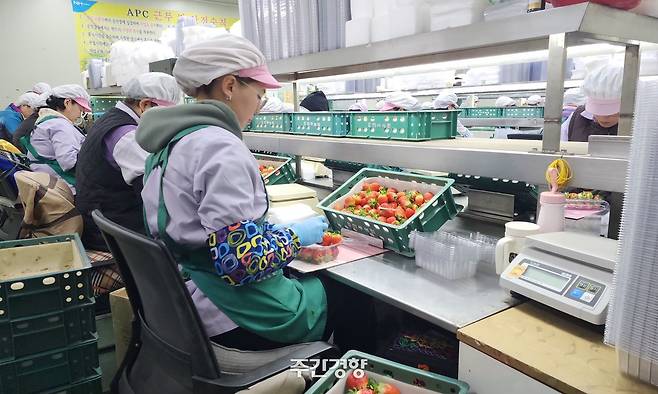 지난해 12월 18일 충남 논산 연무농협 산지유통센터(APC) 내 딸기 공동선별장에서 여성 노동자들이 딸기 포장 작업을 하고 있다. 이재덕 기자