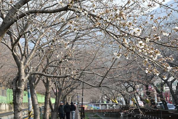24일 창원시 진해구 여좌천 벚꽃 개화 상황이다.24일 오전 9시 전후에 여좌천을 둘러봤지만 꽃이 핀곳은 거의 없고 꽃망울만 살짝 내밀고 있는 상태이다.사진속의 벚꽃이 가장 많이 피어있다고보면 된다. 전국최대의 벚꽃 축제인 진해군항제는 27일부터 4월 5일까지 열린다./김구연 기자