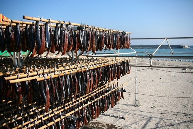 전통적인 과게기 건조 방식. <포항시 제공>