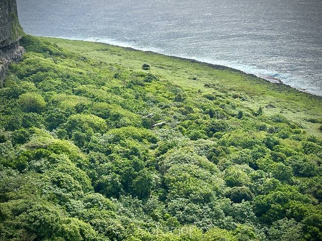 버드 생추어리에서 마리아나 과일박쥐가 절벽과 바다 사이를 자유롭게 활공하고 있다./ 사진- 박은하 기자
