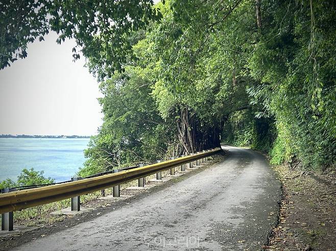 해안 절벽을 따라 이어진 가로수길. 평온한 풍경 뒤로 또 다른 이야기가 이어진다./ 사진- 박은하 기자