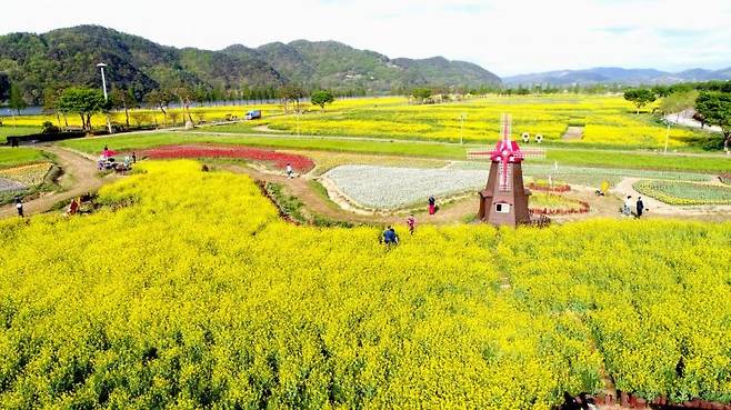 제21회 창녕낙동강유채축제 개최. 창녕군 제공
