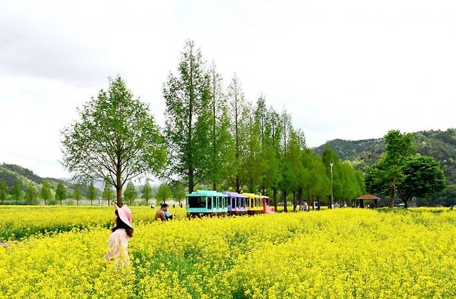 제21회 창녕낙동강유채축제 개최. 창녕군 제공