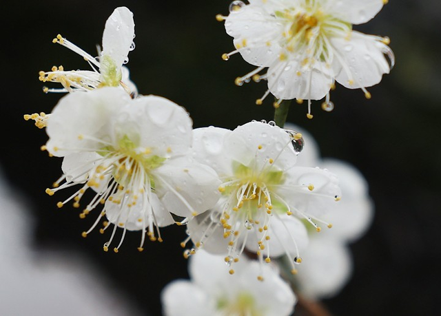 전국 곳곳에 봄비가 내린 18일 대구 달성군 화원읍 남평문씨본리세거지의 매화나무에 빗방울이 맺혀있다. [대구=연합뉴스]