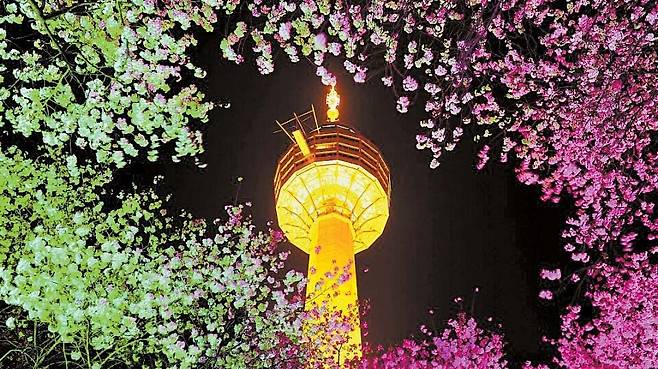 대구 이월드의 봄밤은 벚꽃과 조명이 어우러져 더욱더 화려하다.