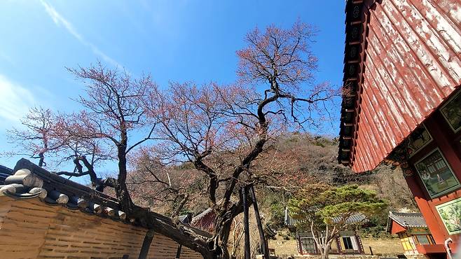 A red plum blossom tree is in bloom at Baekyangsa in Jangseong, South Jeolla Province, Tuesday. (Yonhap)