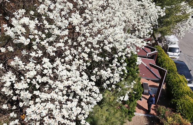 Magnolia blossoms are in bloom at a rest area in Nam-gu, Busan, Monday.  (Yonhap)
