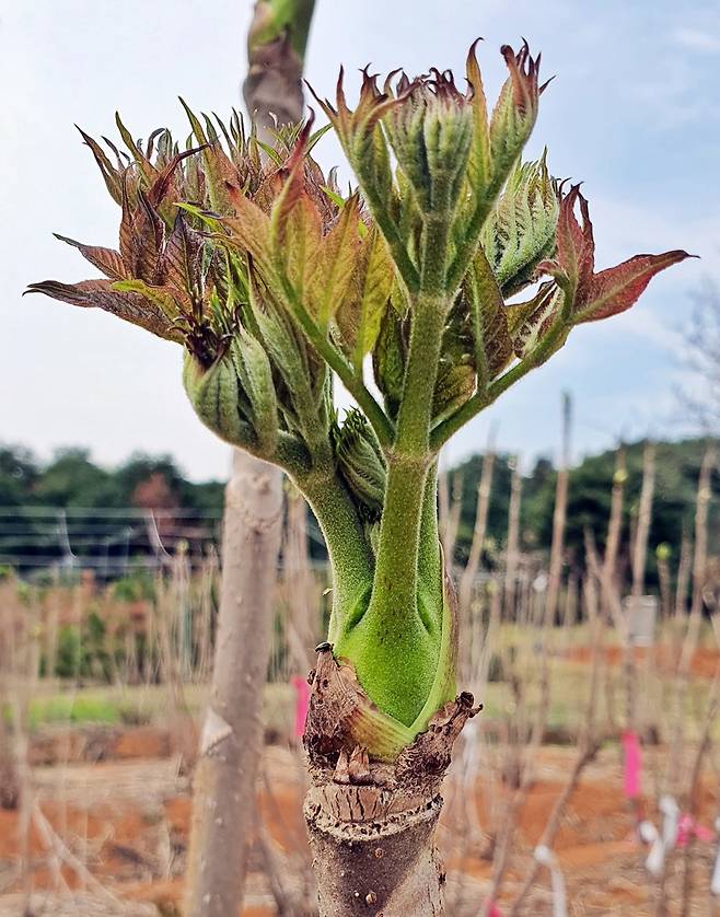 두릅 신풍종 '서춘' [국립산림과학원 제공. 재판매 및 DB 금지]