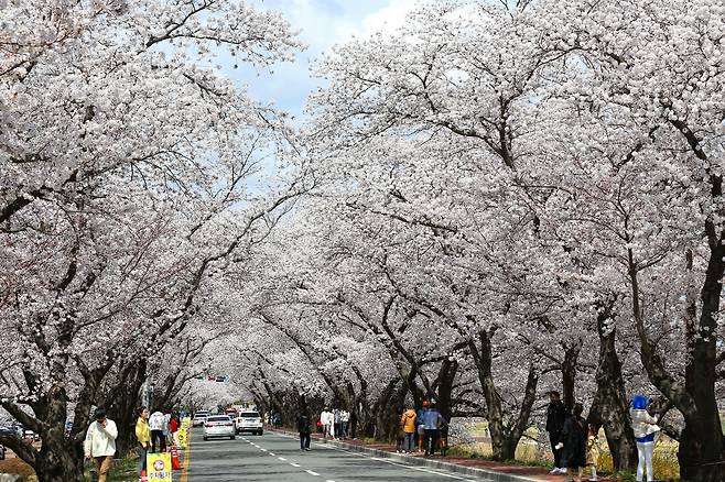 경주 흥무로에 만개한 벚꽃. 경주시 제공