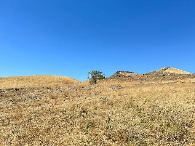 "가뭄이 토양 미생물의 항생제 내성 촉진할 수 있다" 미국 캘리포니아주나 전 세계 다른 지역의 건기 동안 볼 수 있는 건조한 토양은 항생제 내성 박테리아가 번식하기 쉬운 환경을 제공한다. [Xiaoyu Shan 제공. 재판매 및 DB 금지]