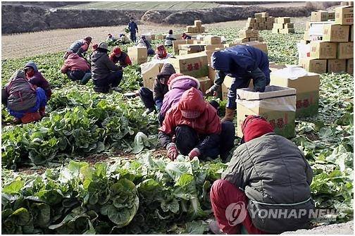 봄동 수확하는 아낙네 [연합뉴스 자료 사진]